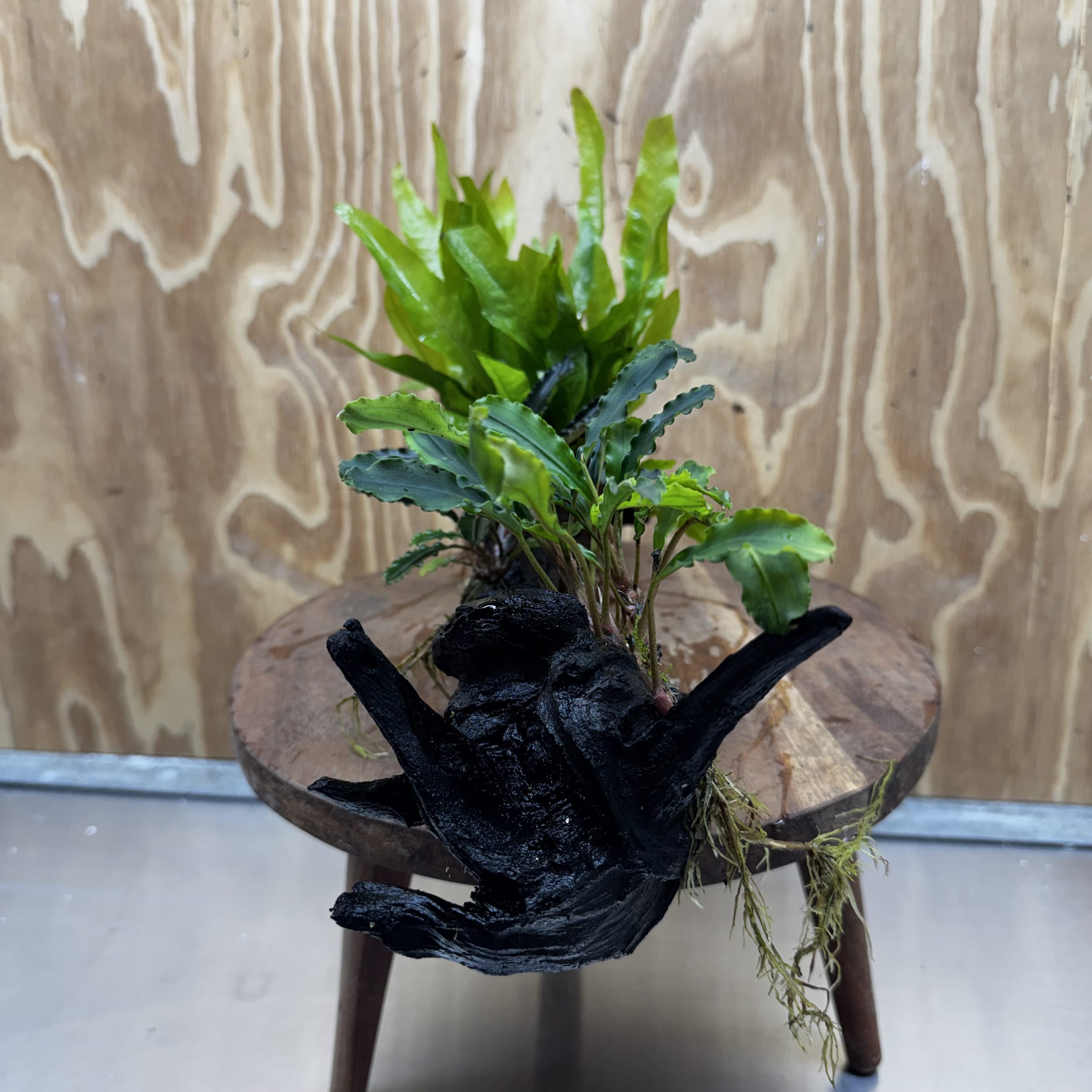 Scapeshop.com.au One Only Indo Microsorum (Java Fern) plus Double Bucephalandra Driftwood Creation - One Only - Inspire Indo Microsorum (Java Fern) plus Double Bucephalandra Driftwood Creation - One Only - Inspire