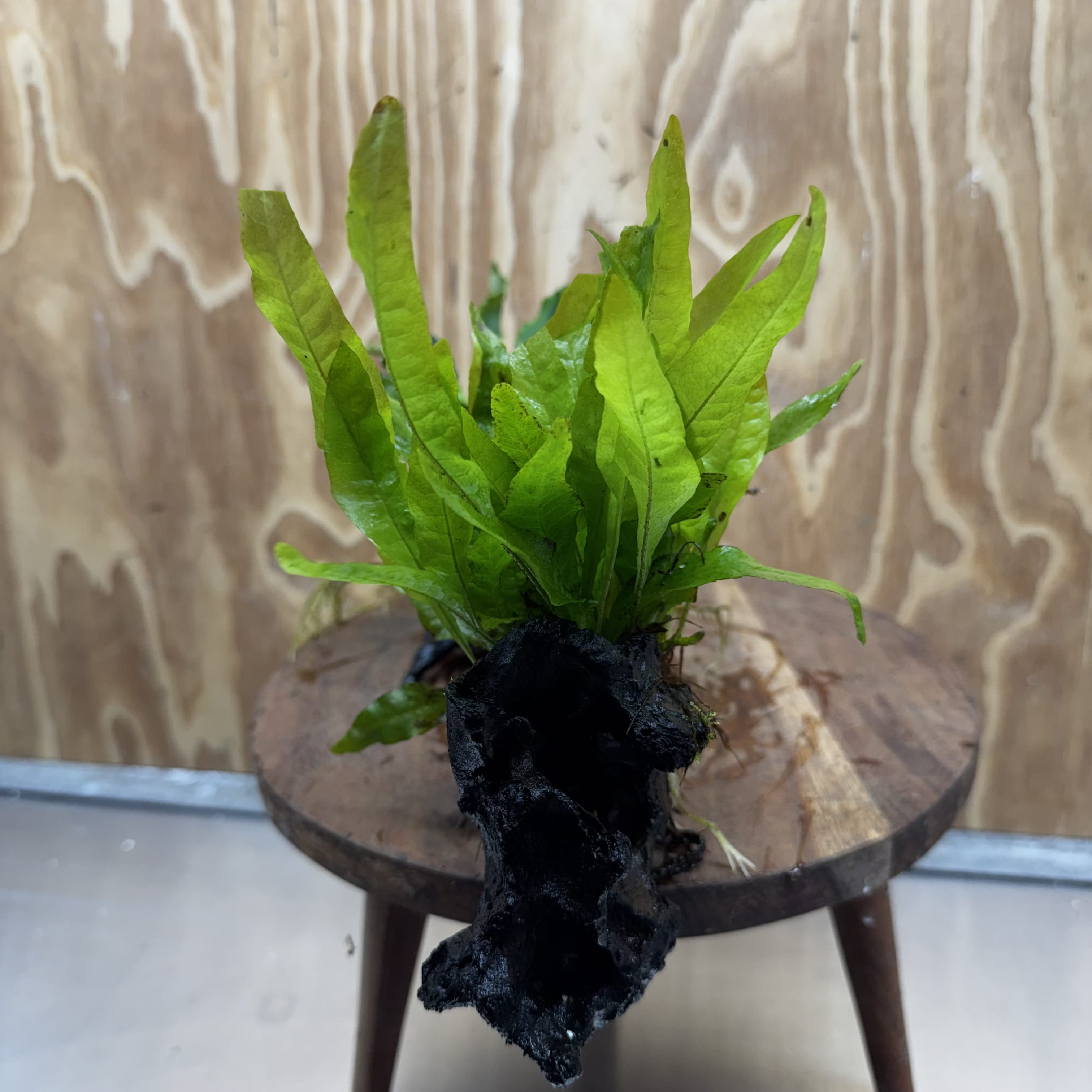 Scapeshop.com.au One Only Indo Microsorum (Java Fern) plus Double Bucephalandra Driftwood Creation - One Only - Inspire Indo Microsorum (Java Fern) plus Double Bucephalandra Driftwood Creation - One Only - Inspire