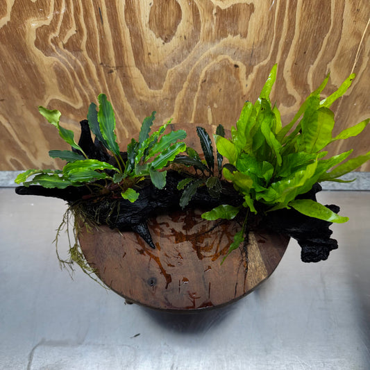 Scapeshop.com.au One Only Indo Microsorum (Java Fern) plus Double Bucephalandra Driftwood Creation - One Only - Inspire Indo Microsorum (Java Fern) plus Double Bucephalandra Driftwood Creation - One Only - Inspire