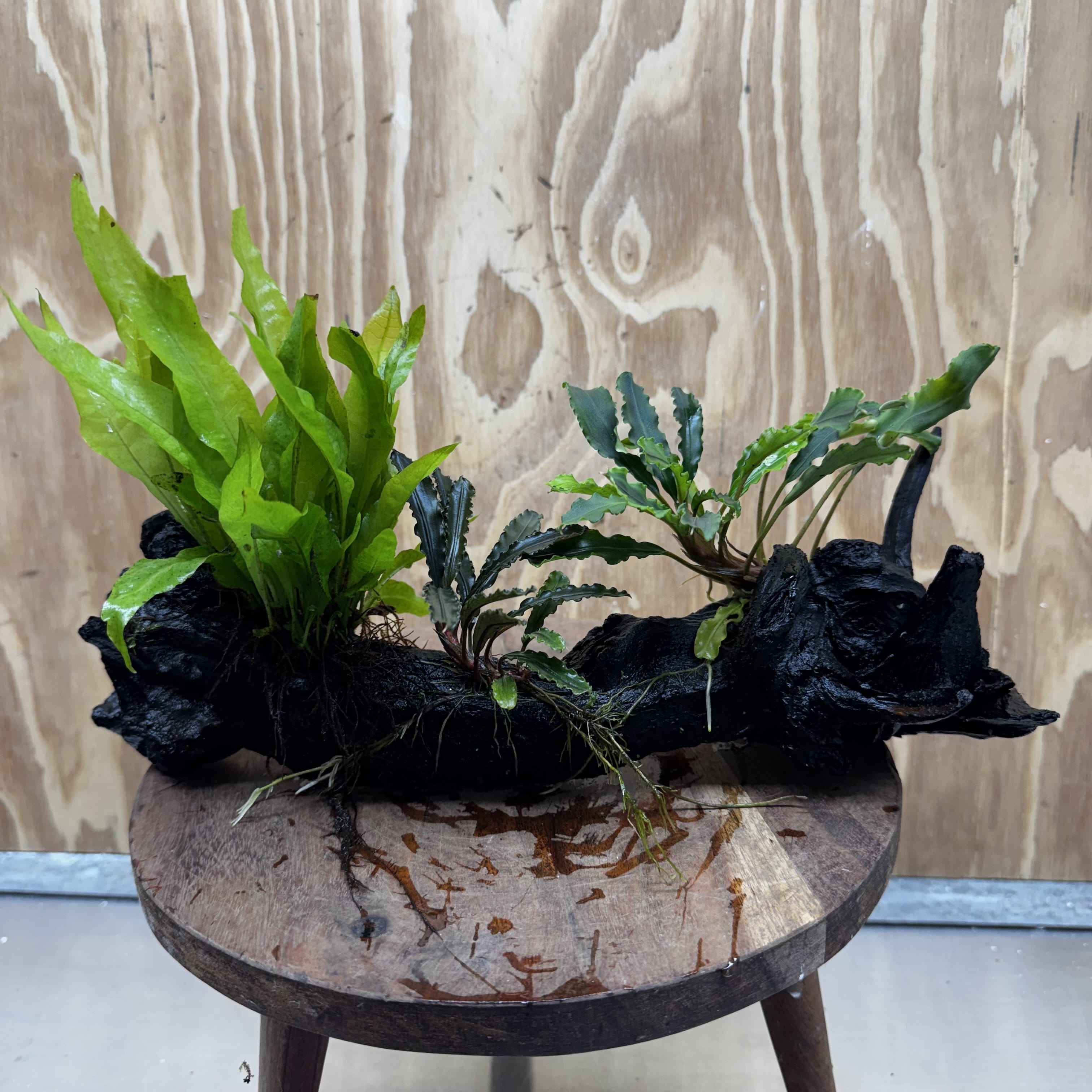 Scapeshop.com.au One Only Indo Microsorum (Java Fern) plus Double Bucephalandra Driftwood Creation - One Only - Inspire Indo Microsorum (Java Fern) plus Double Bucephalandra Driftwood Creation - One Only - Inspire