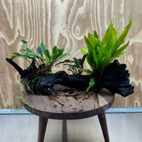 Scapeshop.com.au One Only Indo Microsorum (Java Fern) plus Double Bucephalandra Driftwood Creation - One Only - Inspire Indo Microsorum (Java Fern) plus Double Bucephalandra Driftwood Creation - One Only - Inspire