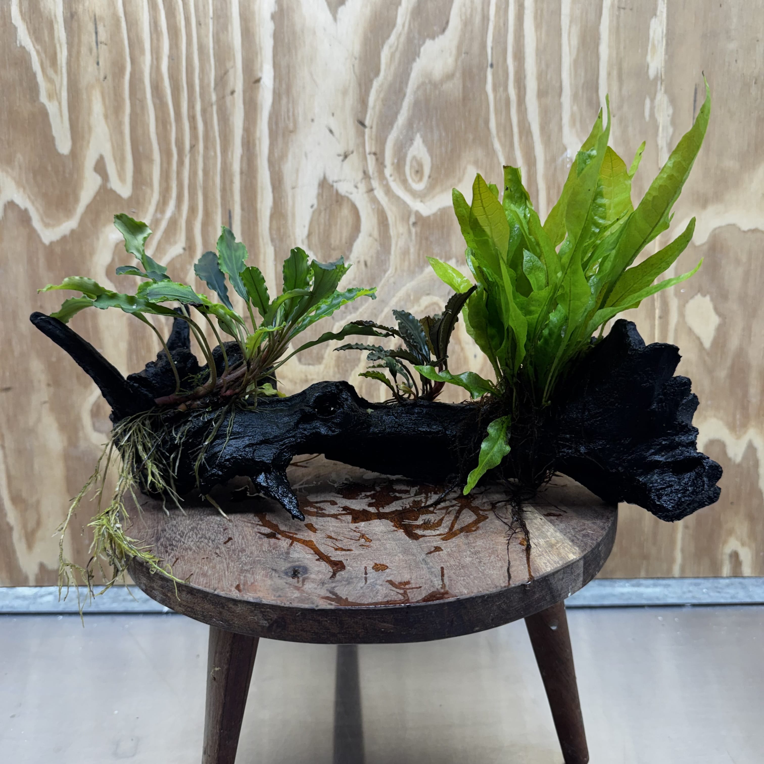 Scapeshop.com.au One Only Indo Microsorum (Java Fern) plus Double Bucephalandra Driftwood Creation - One Only - Inspire Indo Microsorum (Java Fern) plus Double Bucephalandra Driftwood Creation - One Only - Inspire