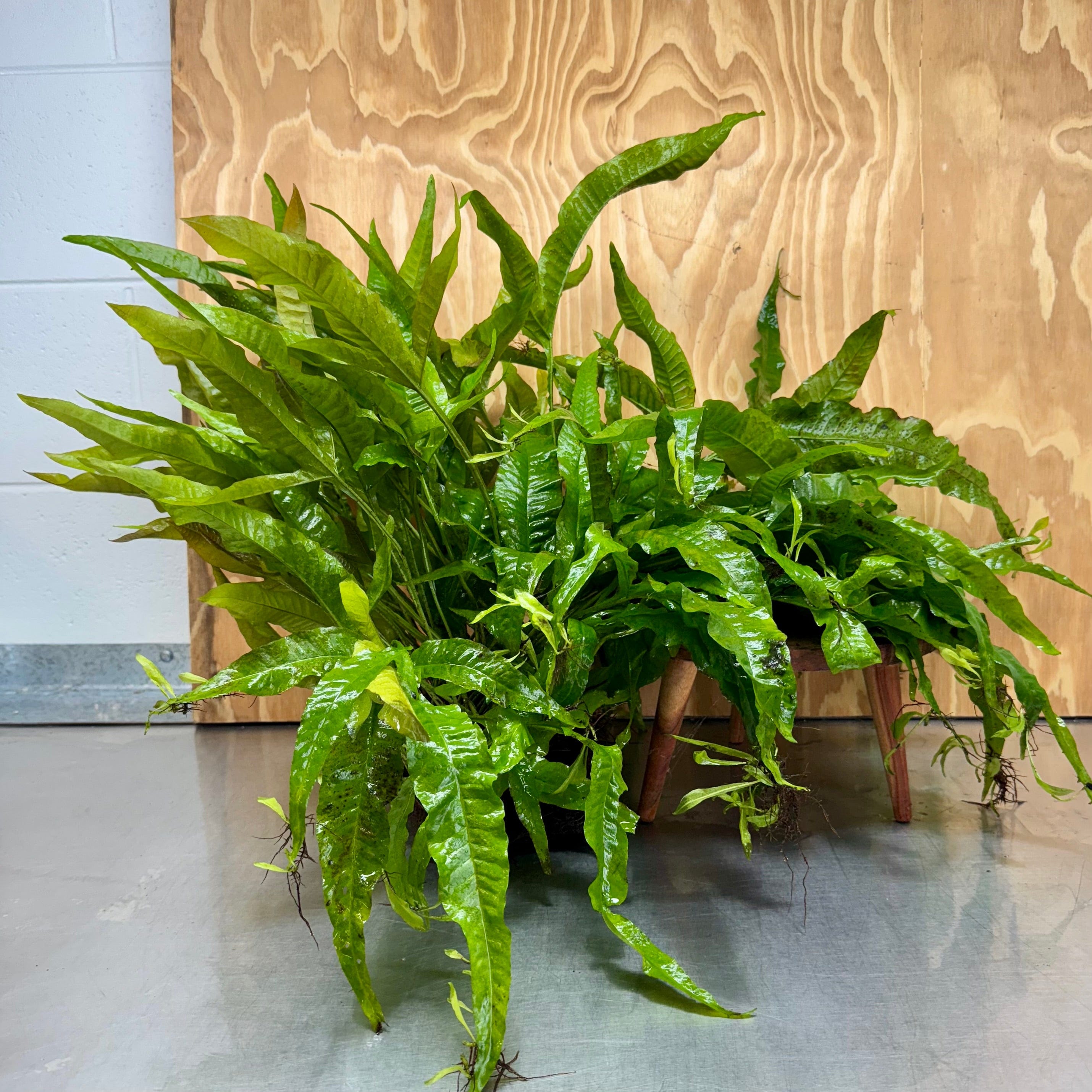 Java Fern Indo 'Indo' Microsorum pteropus (Indo Java Fern) Mother Plant Bareroot - On ...