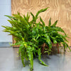 Scapeshop.com.au One Only 'Indo' Microsorum pteropus (Indo Java Fern) Mother Plant Bareroot - One Only 'Indo' Microsorum pteropus (Indo Java Fern) Mother Plant Bareroot - One Only