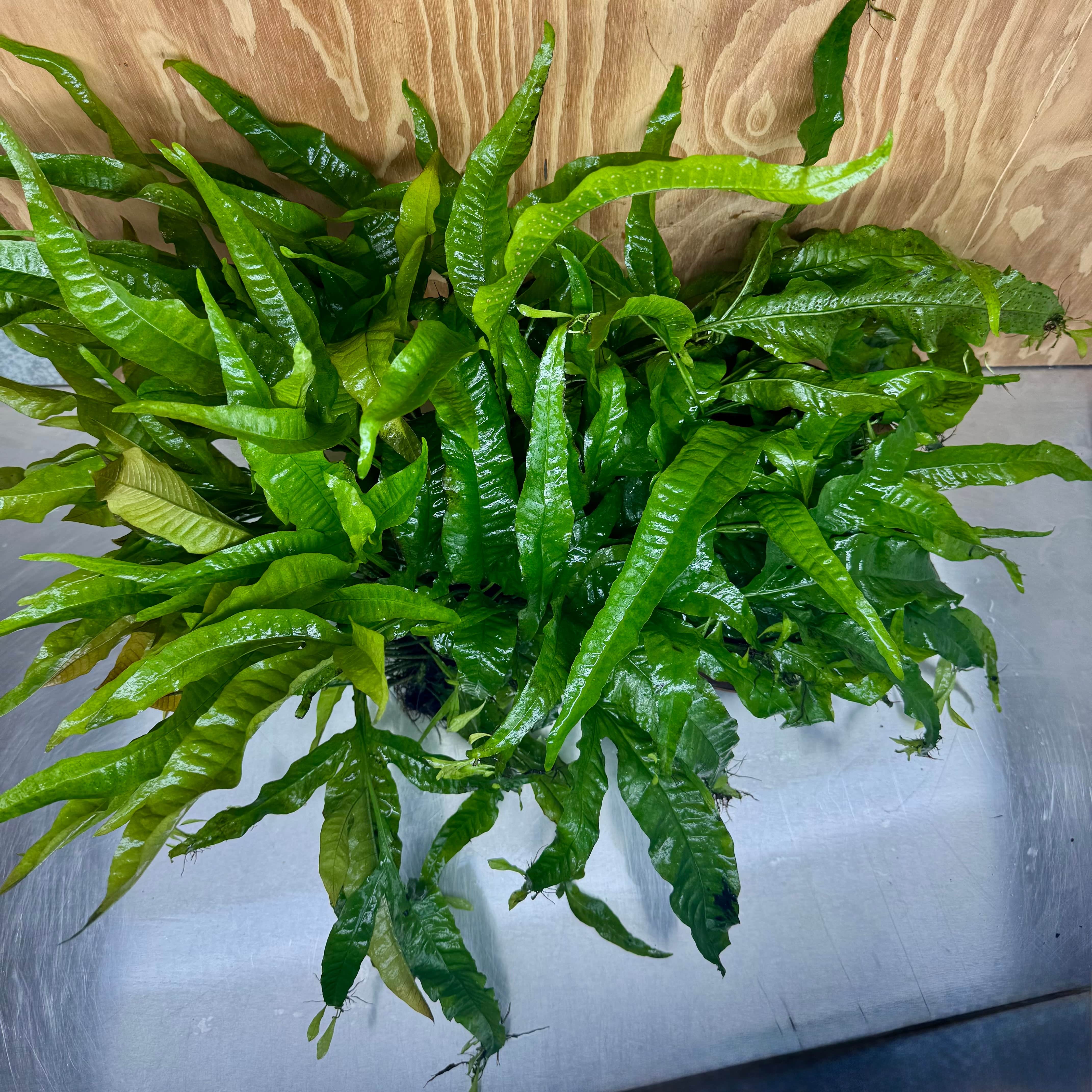 Scapeshop.com.au One Only 'Indo' Microsorum pteropus (Indo Java Fern) Mother Plant Bareroot - One Only 'Indo' Microsorum pteropus (Indo Java Fern) Mother Plant Bareroot - One Only