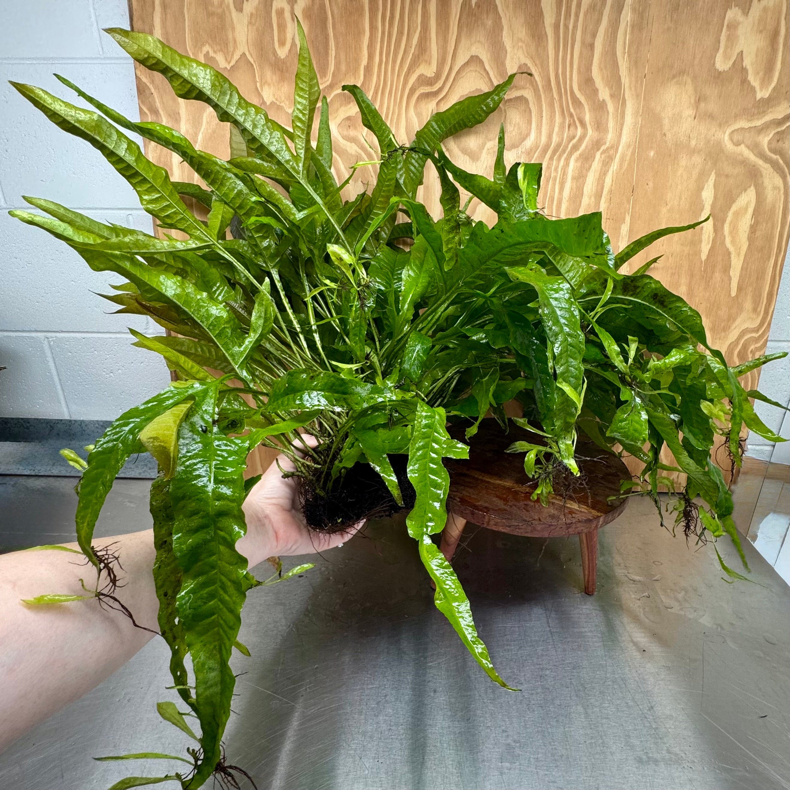 Scapeshop.com.au One Only 'Indo' Microsorum pteropus (Indo Java Fern) Mother Plant Bareroot - One Only 'Indo' Microsorum pteropus (Indo Java Fern) Mother Plant Bareroot - One Only