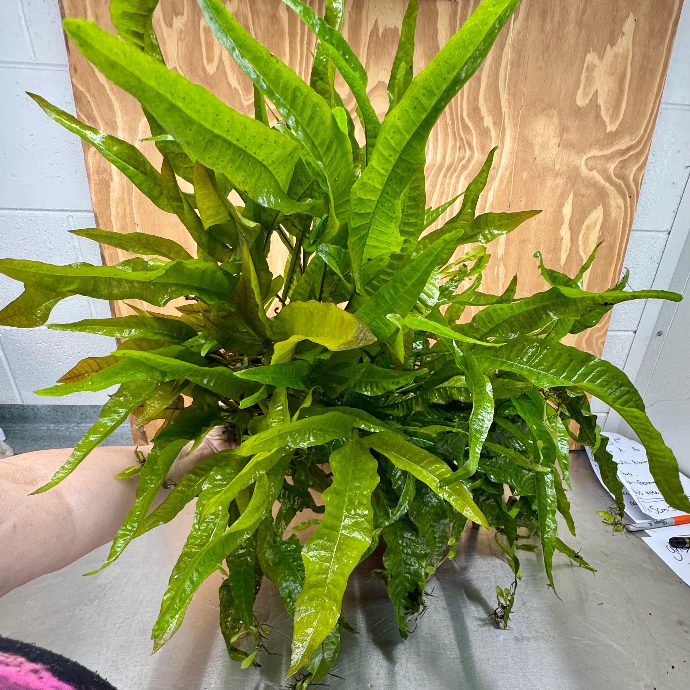 Scapeshop.com.au One Only 'Indo' Microsorum pteropus (Indo Java Fern) Mother Plant Bareroot - One Only 'Indo' Microsorum pteropus (Indo Java Fern) Mother Plant Bareroot - One Only