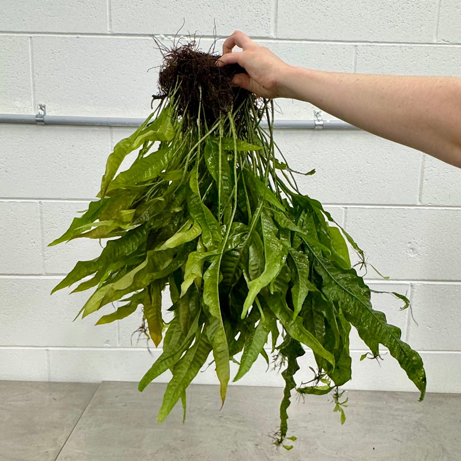 Scapeshop.com.au One Only 'Indo' Microsorum pteropus (Indo Java Fern) Mother Plant Bareroot - One Only 'Indo' Microsorum pteropus (Indo Java Fern) Mother Plant Bareroot - One Only