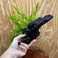 Scapeshop.com.au One Only Java Fern - Microsorum Driftwood Creation - Medium - One Only - Fantastic Java Fern - Microsorum Driftwood Creation - Medium - One Only - Fantastic