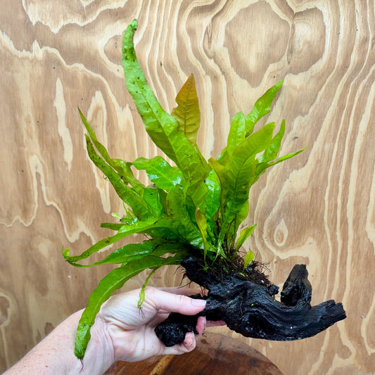Scapeshop.com.au One Only Java Fern - Microsorum Driftwood Creation - Medium - One Only - Fantastic Java Fern - Microsorum Driftwood Creation - Medium - One Only - Fantastic
