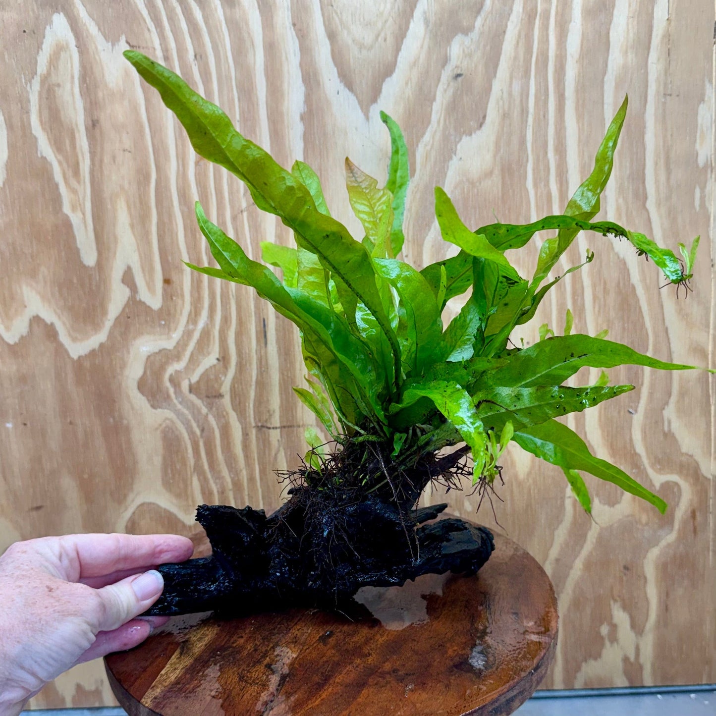 Scapeshop.com.au One Only Java Fern - Microsorum Driftwood Creation - Medium - One Only - Fantastic Java Fern - Microsorum Driftwood Creation - Medium - One Only - Fantastic
