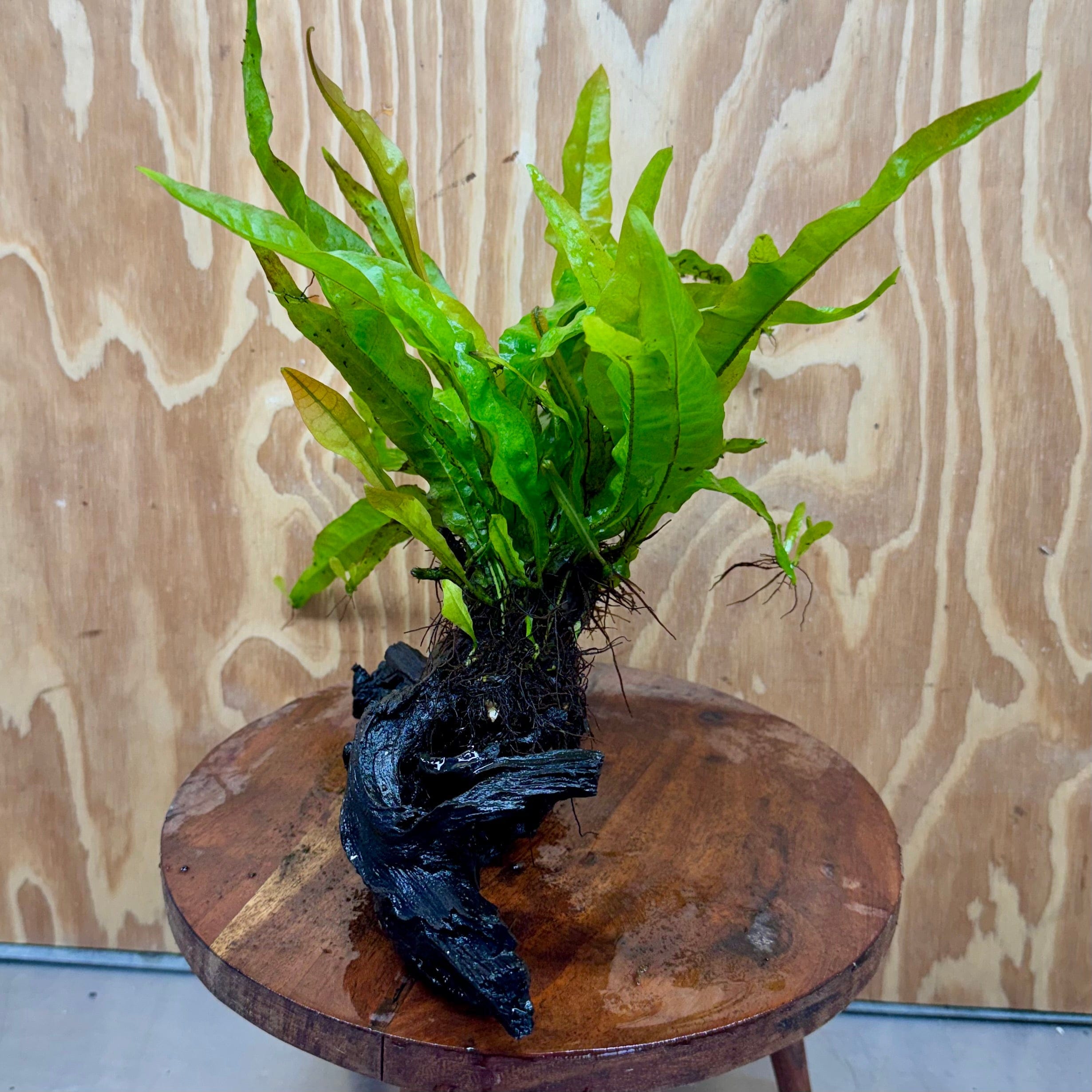 Scapeshop.com.au One Only Java Fern - Microsorum Driftwood Creation - Medium - One Only - Fantastic Java Fern - Microsorum Driftwood Creation - Medium - One Only - Fantastic