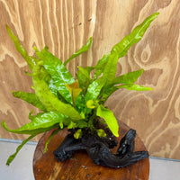 Scapeshop.com.au One Only Java Fern - Microsorum Driftwood Creation - Medium - One Only - Fantastic Java Fern - Microsorum Driftwood Creation - Medium - One Only - Fantastic