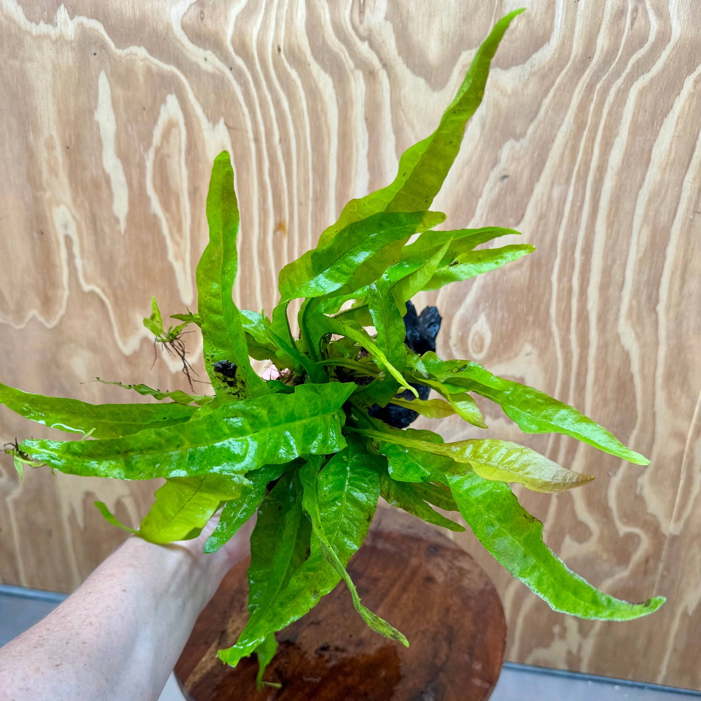 Scapeshop.com.au One Only Java Fern - Microsorum Driftwood Creation - Medium - One Only - Fantastic Java Fern - Microsorum Driftwood Creation - Medium - One Only - Fantastic