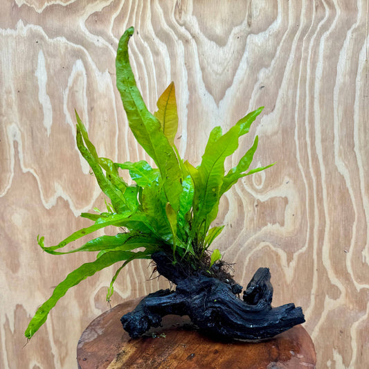 Scapeshop.com.au One Only Java Fern - Microsorum Driftwood Creation - Medium - One Only - Fantastic Java Fern - Microsorum Driftwood Creation - Medium - One Only - Fantastic