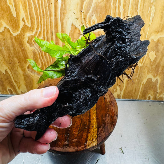 Scapeshop.com.au One Only Java Fern - Microsorum Driftwood Creation - Medium - One Only - Fantastic Java Fern - Microsorum Driftwood Creation - Medium - One Only - Fantastic