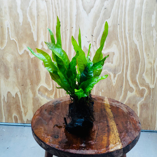 Scapeshop.com.au One Only Java Fern - Microsorum Driftwood Creation - Medium - One Only - Fantastic Java Fern - Microsorum Driftwood Creation - Medium - One Only - Fantastic