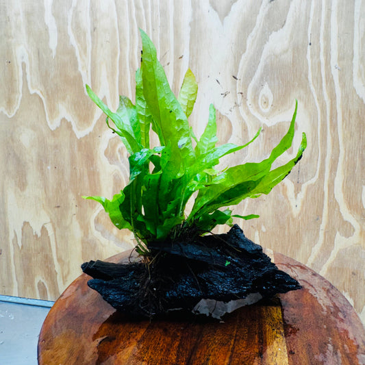 Scapeshop.com.au One Only Java Fern - Microsorum Driftwood Creation - Medium - One Only - Fantastic Java Fern - Microsorum Driftwood Creation - Medium - One Only - Fantastic