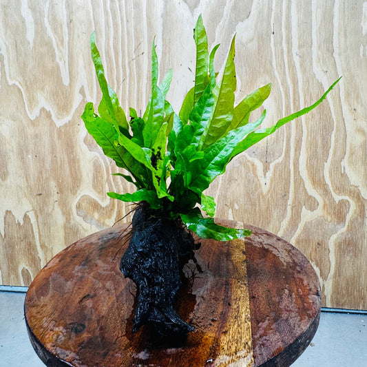 Scapeshop.com.au One Only Java Fern - Microsorum Driftwood Creation - Medium - One Only - Fantastic Java Fern - Microsorum Driftwood Creation - Medium - One Only - Fantastic