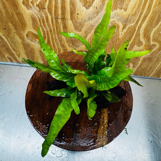 Scapeshop.com.au One Only Java Fern - Microsorum Driftwood Creation - Medium - One Only - Fantastic Java Fern - Microsorum Driftwood Creation - Medium - One Only - Fantastic