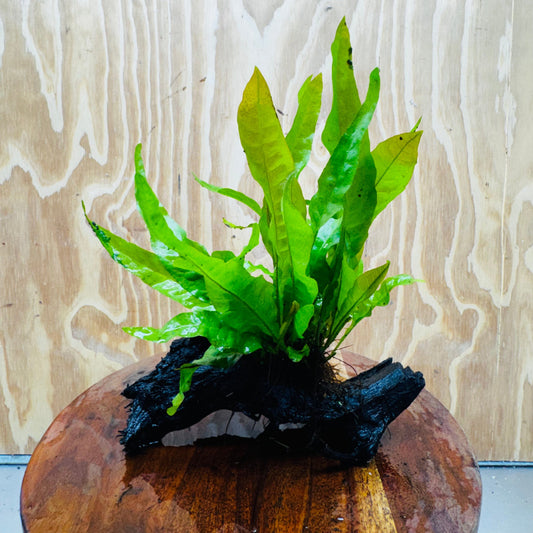 Scapeshop.com.au One Only Java Fern - Microsorum Driftwood Creation - Medium - One Only - Fantastic Java Fern - Microsorum Driftwood Creation - Medium - One Only - Fantastic
