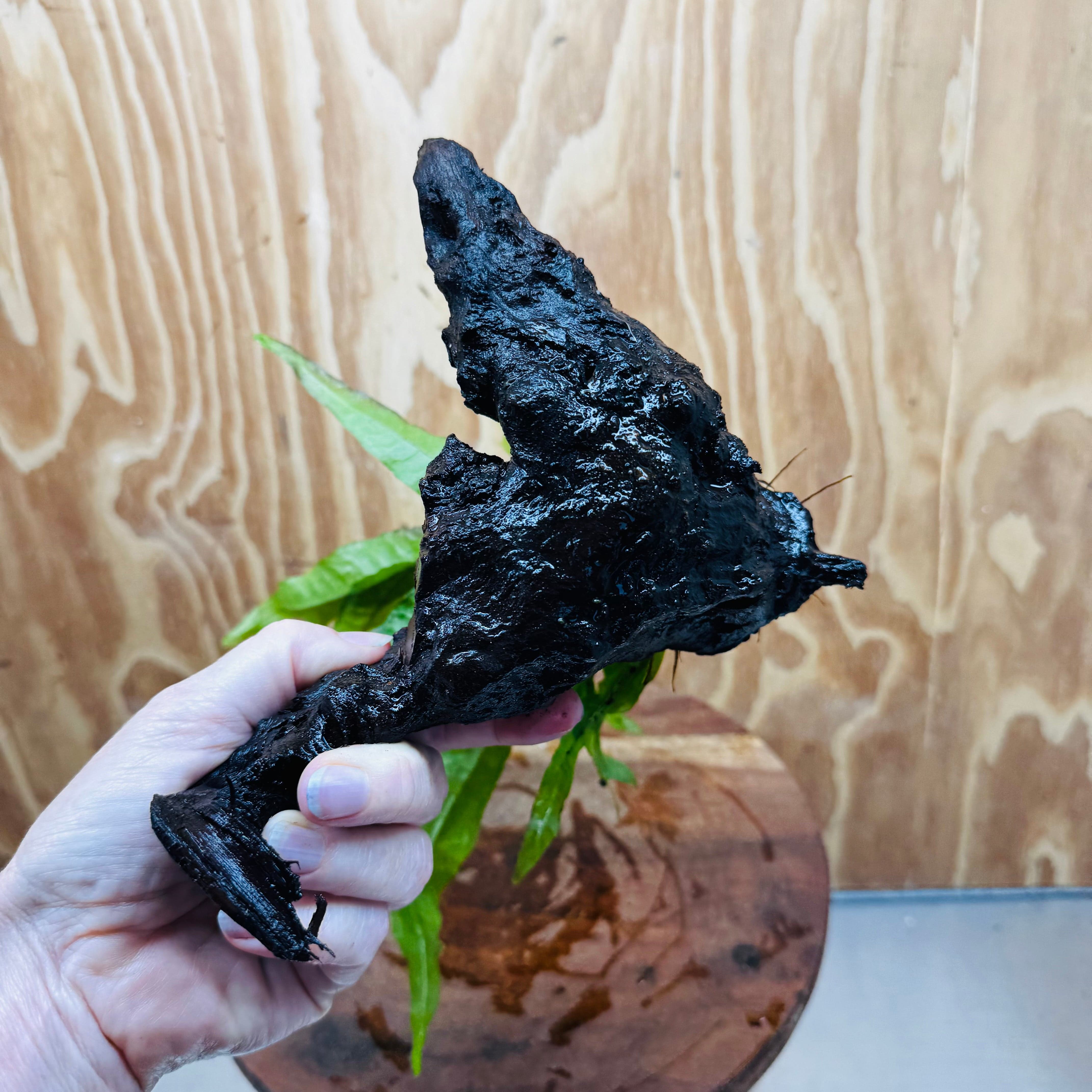 Scapeshop.com.au One Only Java Fern - Microsorum Driftwood Creation - Medium - One Only - Fantastic Java Fern - Microsorum Driftwood Creation - Medium - One Only - Fantastic