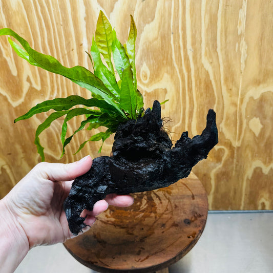 Scapeshop.com.au One Only Java Fern - Microsorum Driftwood Creation - Medium - One Only - Fantastic Java Fern - Microsorum Driftwood Creation - Medium - One Only - Fantastic