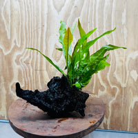 Scapeshop.com.au One Only Java Fern - Microsorum Driftwood Creation - Medium - One Only - Fantastic Java Fern - Microsorum Driftwood Creation - Medium - One Only - Fantastic