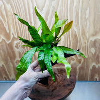 Scapeshop.com.au One Only Java Fern - Microsorum Driftwood Creation - Medium - One Only - Fantastic Java Fern - Microsorum Driftwood Creation - Medium - One Only - Fantastic