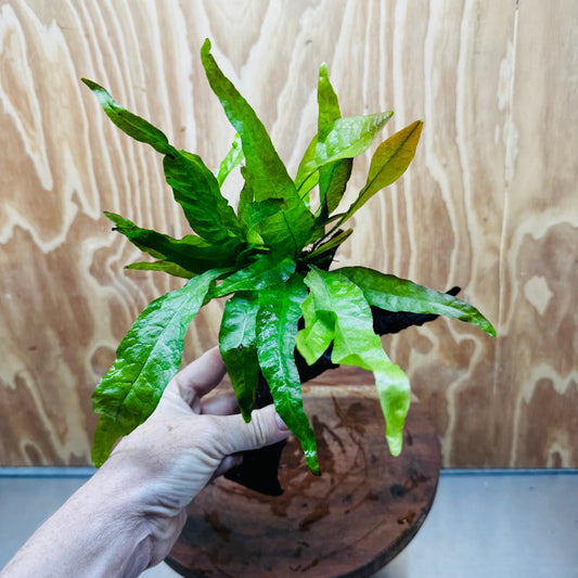 Scapeshop.com.au One Only Java Fern - Microsorum Driftwood Creation - Medium - One Only - Fantastic Java Fern - Microsorum Driftwood Creation - Medium - One Only - Fantastic