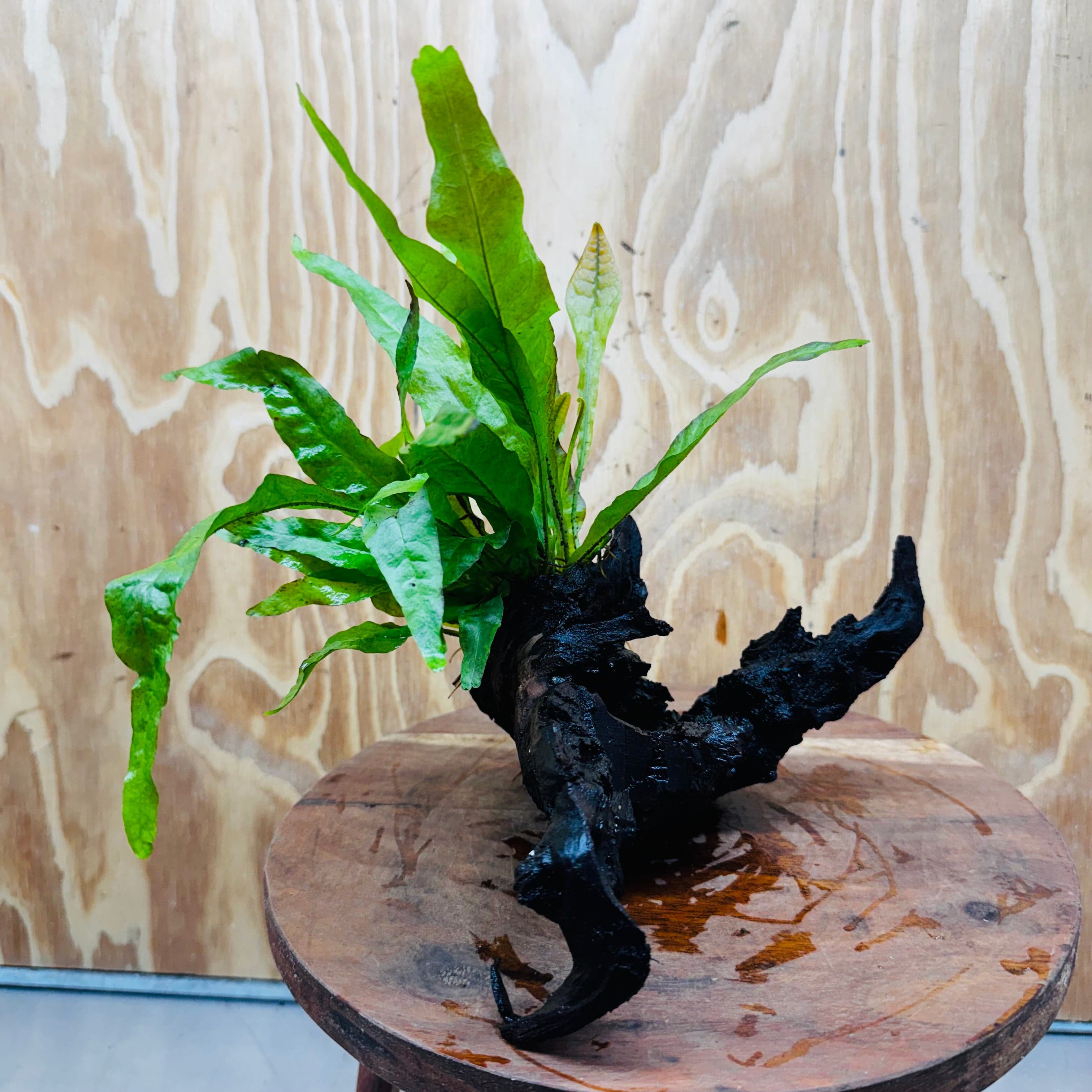 Scapeshop.com.au One Only Java Fern - Microsorum Driftwood Creation - Medium - One Only - Fantastic Java Fern - Microsorum Driftwood Creation - Medium - One Only - Fantastic