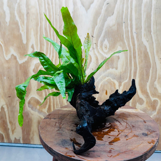 Scapeshop.com.au One Only Java Fern - Microsorum Driftwood Creation - Medium - One Only - Fantastic Java Fern - Microsorum Driftwood Creation - Medium - One Only - Fantastic
