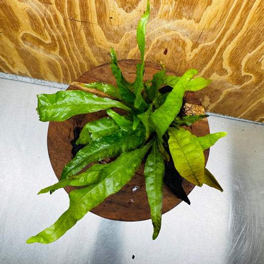 Scapeshop.com.au One Only Java Fern - Microsorum Driftwood Creation - Medium - One Only - Fantastic Java Fern - Microsorum Driftwood Creation - Medium - One Only - Fantastic