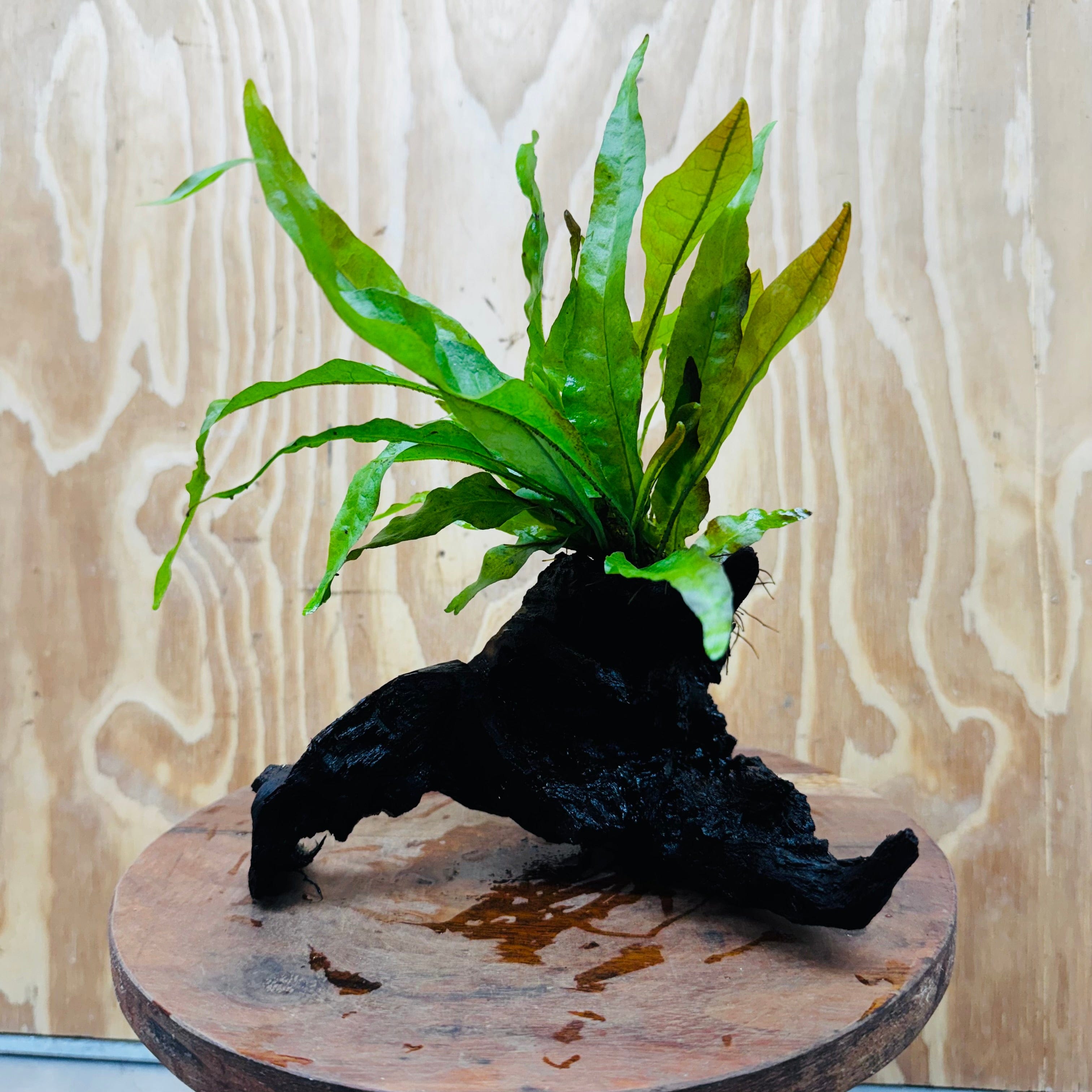 True Micro Java Fern Java Fern - Microsorum Driftwood Creation - Medium - One Only - Fantas ...