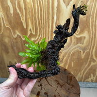 Scapeshop.com.au One Only Java Fern - Microsorum Driftwood Creation - Medium - One Only - Fantastic Java Fern - Microsorum Driftwood Creation - Medium - One Only - Fantastic
