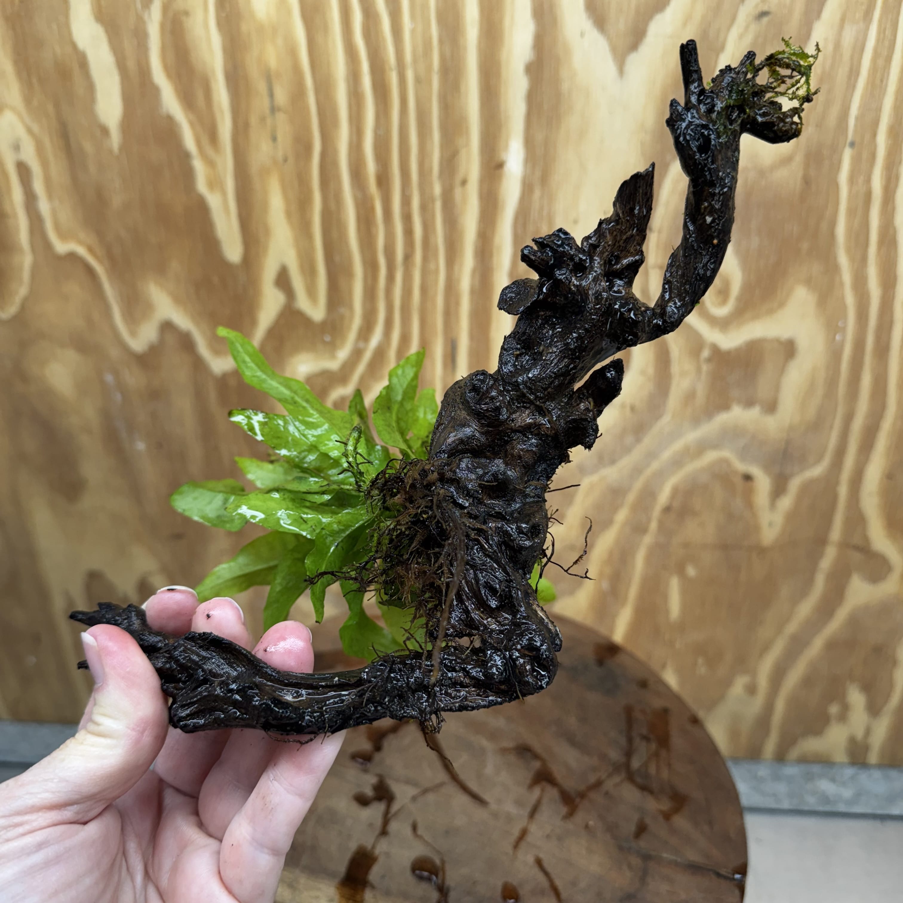 Scapeshop.com.au One Only Java Fern - Microsorum Driftwood Creation - Medium - One Only - Fantastic Java Fern - Microsorum Driftwood Creation - Medium - One Only - Fantastic