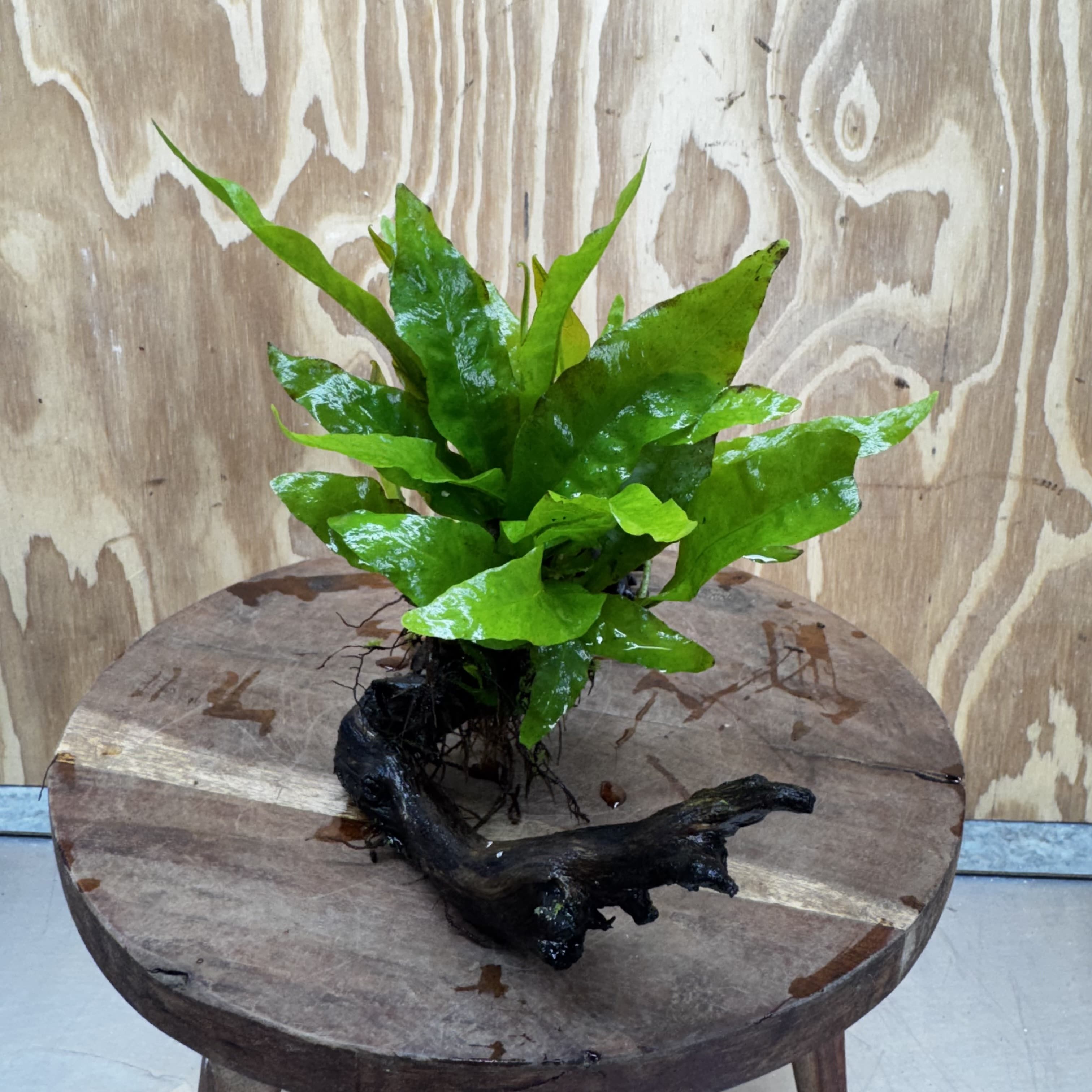 Scapeshop.com.au One Only Java Fern - Microsorum Driftwood Creation - Medium - One Only - Fantastic Java Fern - Microsorum Driftwood Creation - Medium - One Only - Fantastic