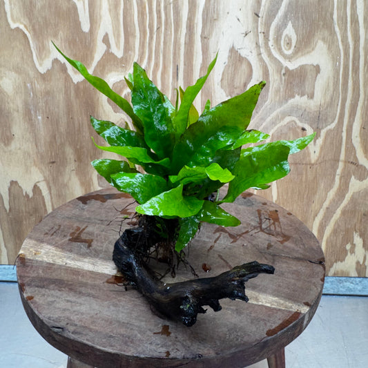 Scapeshop.com.au One Only Java Fern - Microsorum Driftwood Creation - Medium - One Only - Fantastic Java Fern - Microsorum Driftwood Creation - Medium - One Only - Fantastic