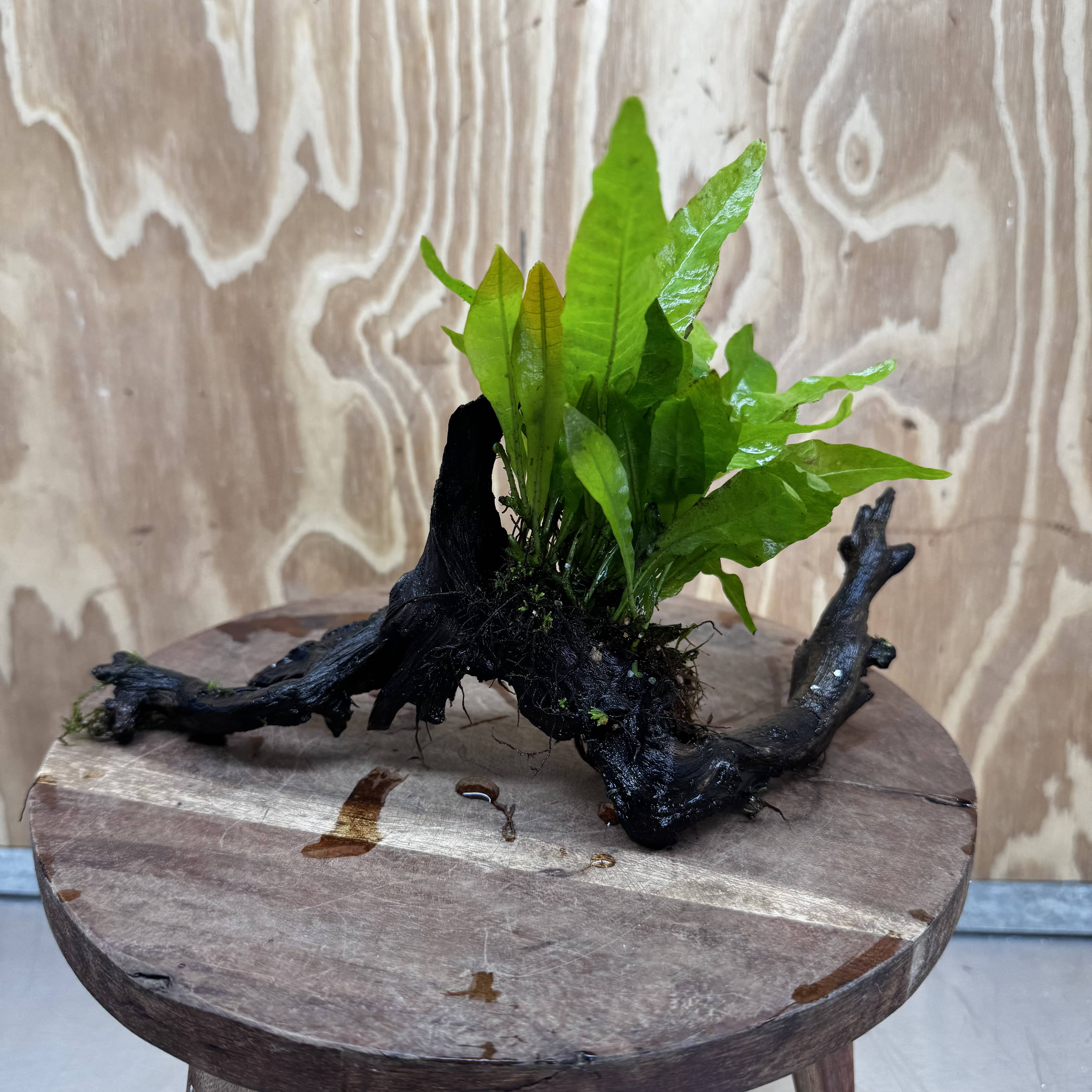 Scapeshop.com.au One Only Java Fern - Microsorum Driftwood Creation - Medium - One Only - Fantastic Java Fern - Microsorum Driftwood Creation - Medium - One Only - Fantastic