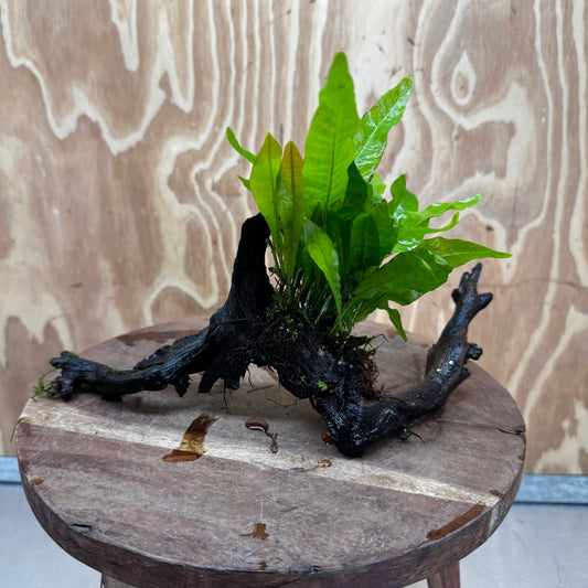 Scapeshop.com.au One Only Java Fern - Microsorum Driftwood Creation - Medium - One Only - Fantastic Java Fern - Microsorum Driftwood Creation - Medium - One Only - Fantastic