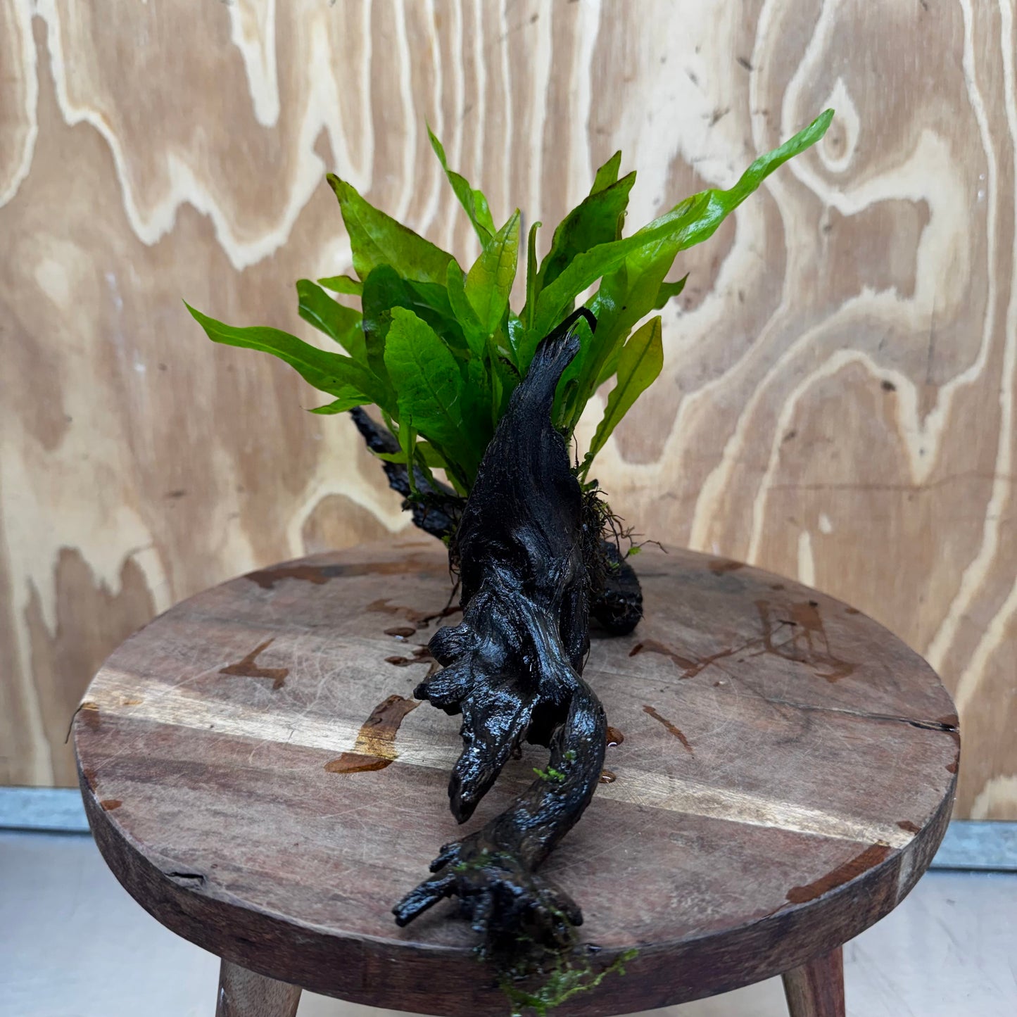 Scapeshop.com.au One Only Java Fern - Microsorum Driftwood Creation - Medium - One Only - Fantastic Java Fern - Microsorum Driftwood Creation - Medium - One Only - Fantastic