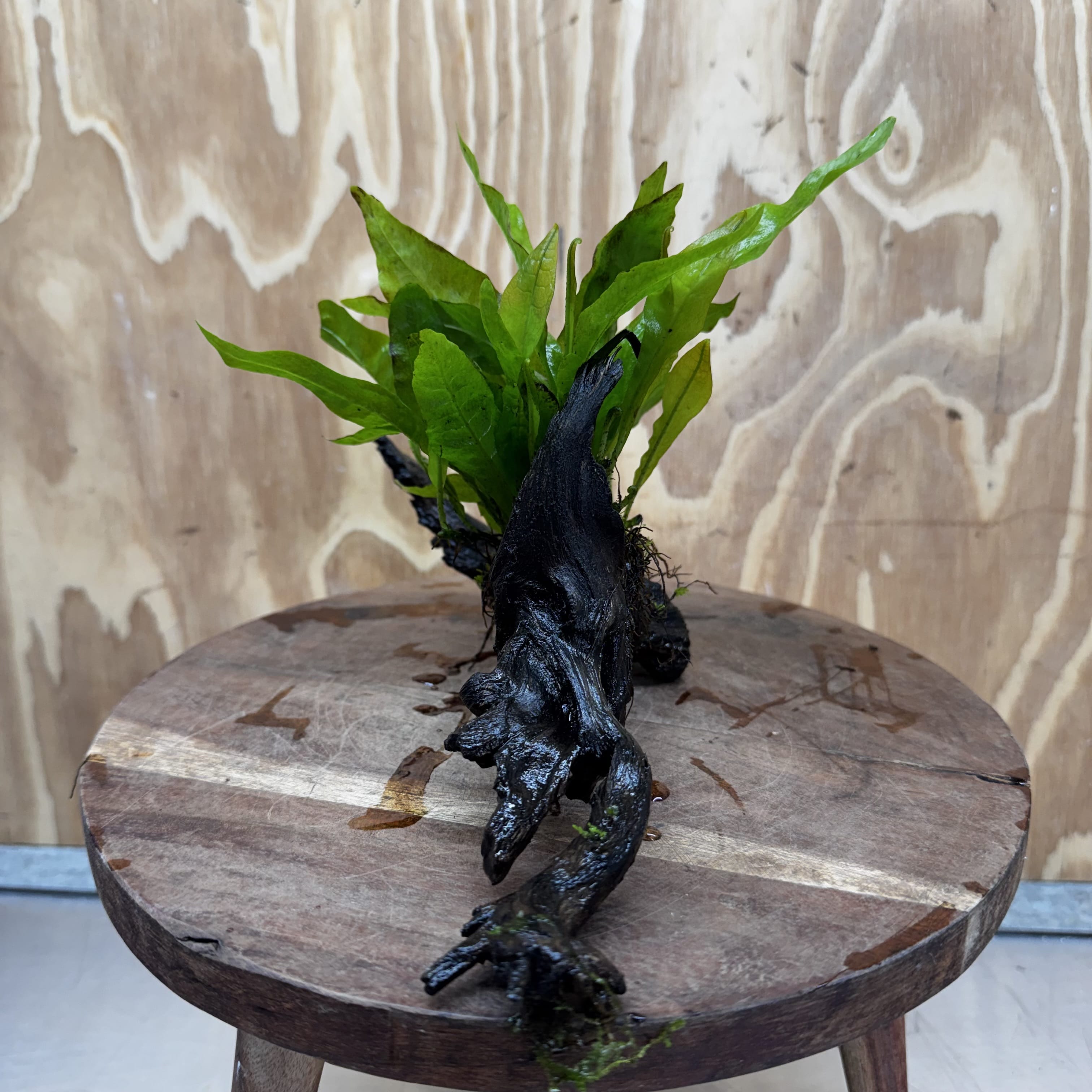 Scapeshop.com.au One Only Java Fern - Microsorum Driftwood Creation - Medium - One Only - Fantastic Java Fern - Microsorum Driftwood Creation - Medium - One Only - Fantastic