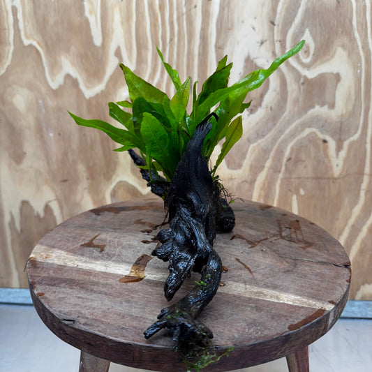 Scapeshop.com.au One Only Java Fern - Microsorum Driftwood Creation - Medium - One Only - Fantastic Java Fern - Microsorum Driftwood Creation - Medium - One Only - Fantastic
