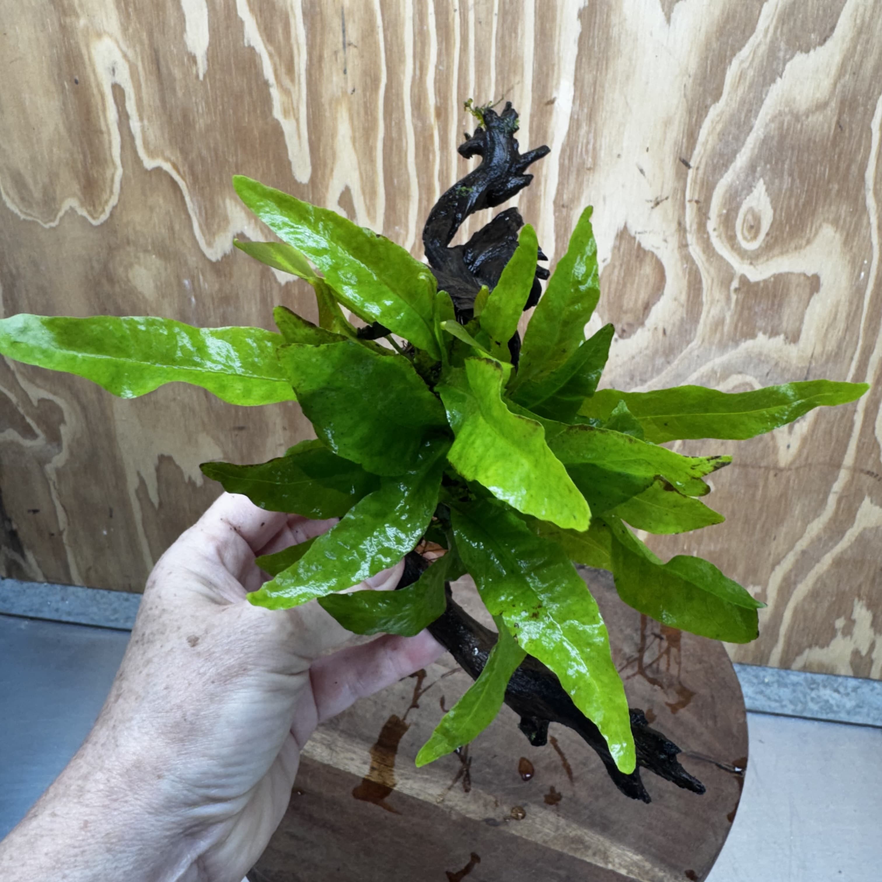 Scapeshop.com.au One Only Java Fern - Microsorum Driftwood Creation - Medium - One Only - Fantastic Java Fern - Microsorum Driftwood Creation - Medium - One Only - Fantastic