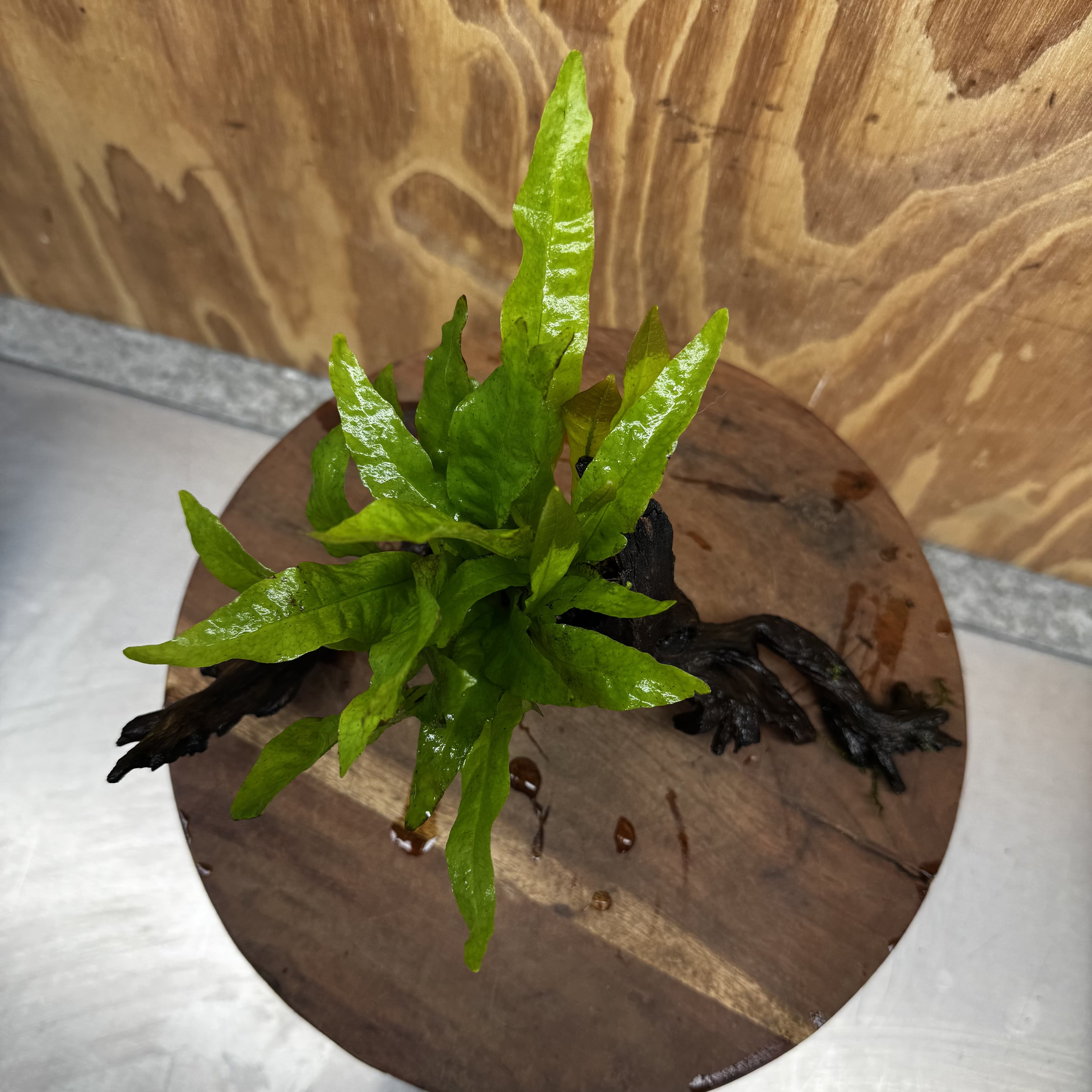 Scapeshop.com.au One Only Java Fern - Microsorum Driftwood Creation - Medium - One Only - Fantastic Java Fern - Microsorum Driftwood Creation - Medium - One Only - Fantastic
