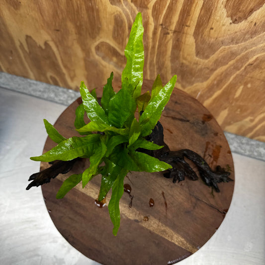 Scapeshop.com.au One Only Java Fern - Microsorum Driftwood Creation - Medium - One Only - Fantastic Java Fern - Microsorum Driftwood Creation - Medium - One Only - Fantastic