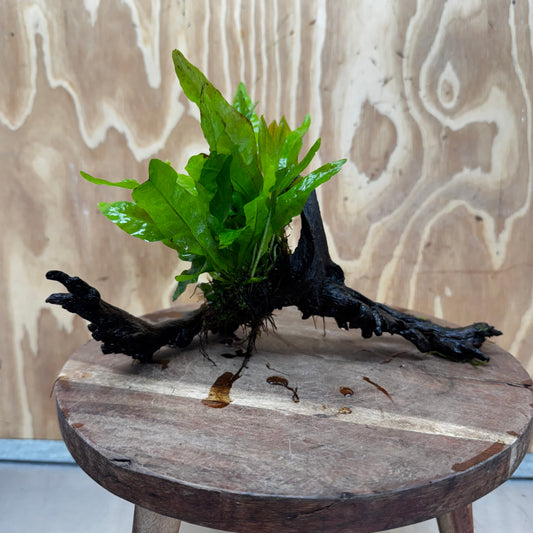 Scapeshop.com.au One Only Java Fern - Microsorum Driftwood Creation - Medium - One Only - Fantastic Java Fern - Microsorum Driftwood Creation - Medium - One Only - Fantastic