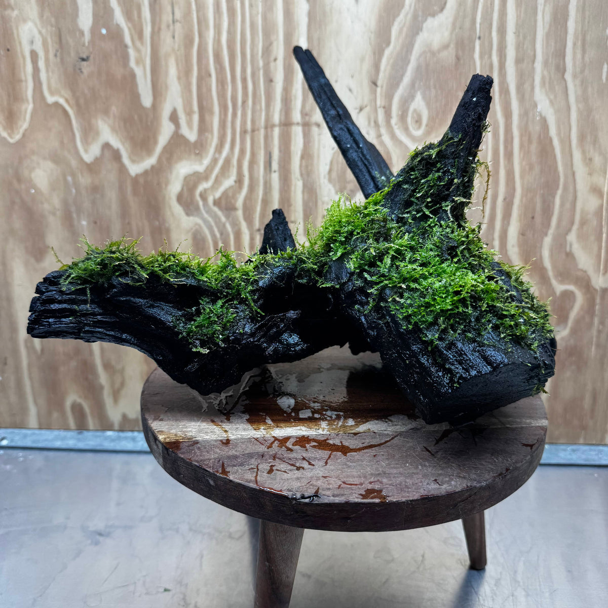 Scapeshop.com.au One Only Java Moss Fontinalis Log Extra-large Driftwood - One Only - Dramatic Fontinalis Moss Log Extra-large Tree Stump Driftwood One only