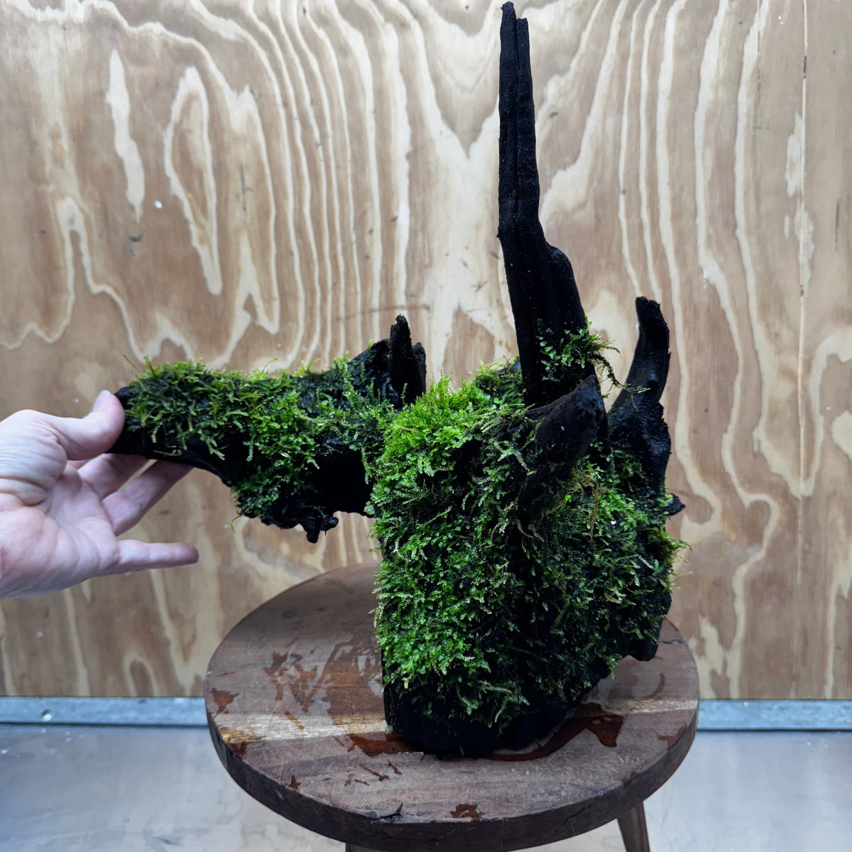 Scapeshop.com.au One Only Java Moss Fontinalis Log Extra-large Driftwood - One Only - Dramatic Fontinalis Moss Log Extra-large Tree Stump Driftwood One only