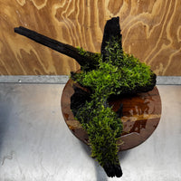 Scapeshop.com.au One Only Java Moss Fontinalis Log Extra-large Driftwood - One Only - Dramatic Fontinalis Moss Log Extra-large Tree Stump Driftwood One only